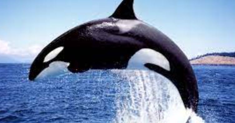 killer whale